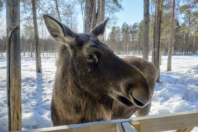 Full Day Lapland Tour, including Lunch and Dinner - Ranua Wildlife Park: Prebooked Zoo Time and a Lappish Forest Walk