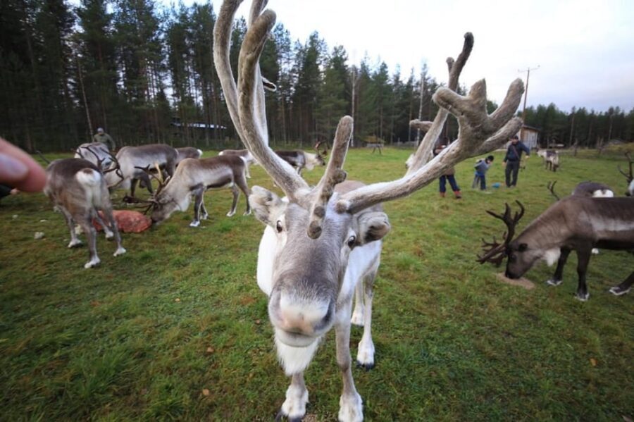 Full day: Reindeer Farm, Santa Claus Village & Husky Park - The Santa moment at Santa Claus Village and the Arctic Circle postcard stop