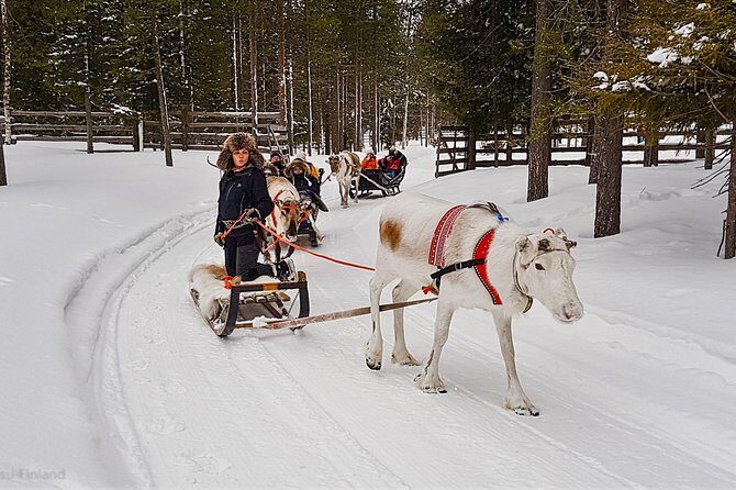 Guided reindeer farm visit and one hour sledge safari - Kopara Reindeer Park: Where You Start and Set the Tone