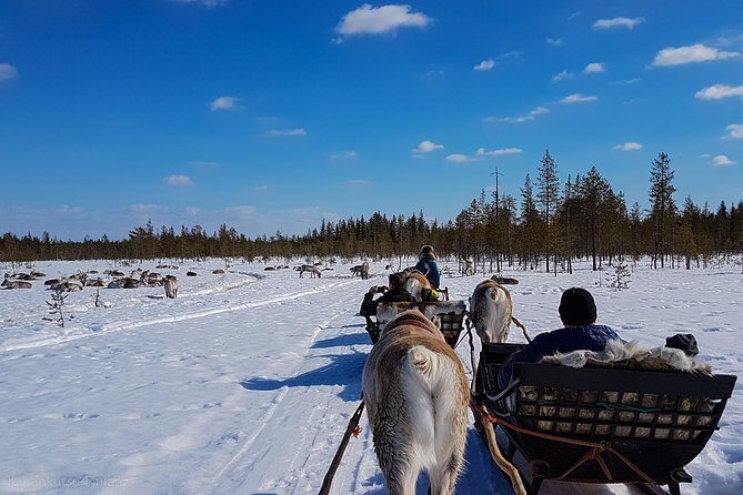 Guided reindeer farm visit and one hour sledge safari - Guides, Language, and Why Small Groups Matter (Max 16)