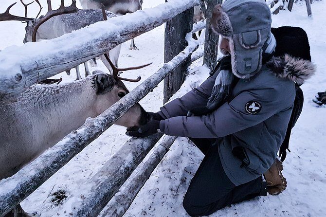 Guided reindeer farm visit and one hour sledge safari - Timing for Photos: The 1:30 pm Start Gets Dark Quickly