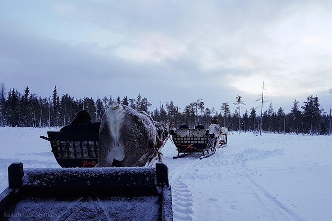 Guided reindeer farm visit and one hour sledge safari - The One-Hour Wilderness Sledge Safari in the Snow