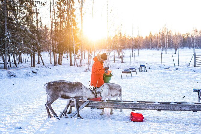 Half-Day Experience in Local reindeer farm in Lapland - The local reindeer farm: meeting, feeding, and real routines