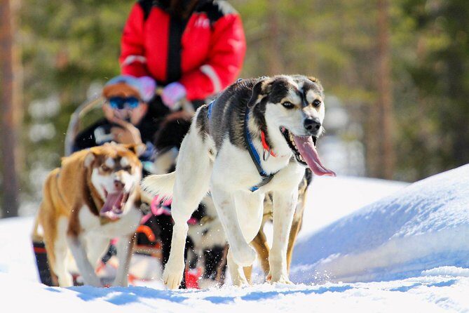 Half-Day Husky Safari and Salmon Ice Fishing Experience - Key highlights to know before you go