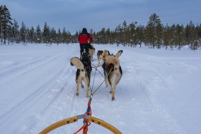 Half-Day Husky Safari and Salmon Ice Fishing Experience - Who This Tour Fits Best (and Who Might Prefer a Different Plan)