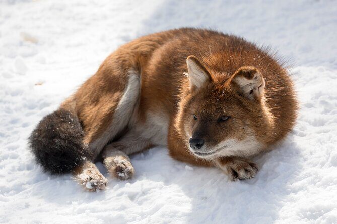 Half-Day Trip to Ranua Wildlife Park from Rovaniemi - Entering Ranua Wildlife Park: what you’ll see and how it’s explained