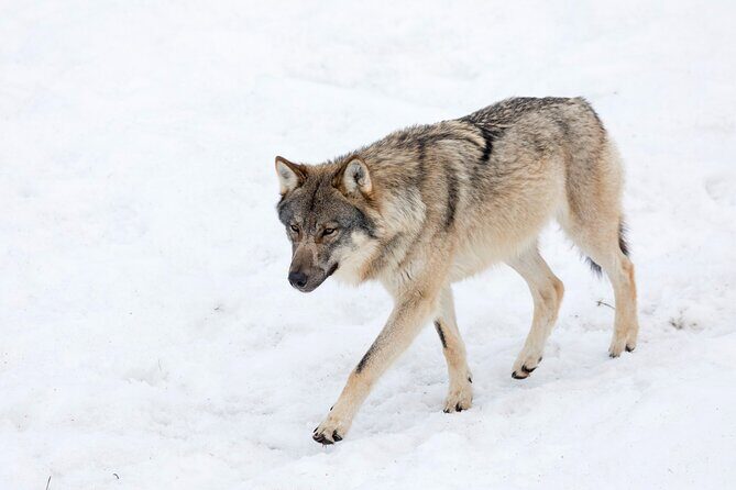 Half-Day Trip to Ranua Wildlife Park from Rovaniemi - The buffet lunch: why it’s included for a reason