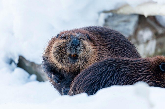 Half-Day Trip to Ranua Wildlife Park from Rovaniemi - Who this half-day Ranua trip is best for