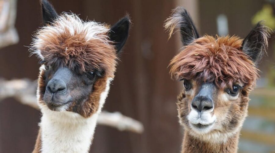 Helsinki: Alpaca Farm Tour with Guided Walk (private) - Key Points at a Glance