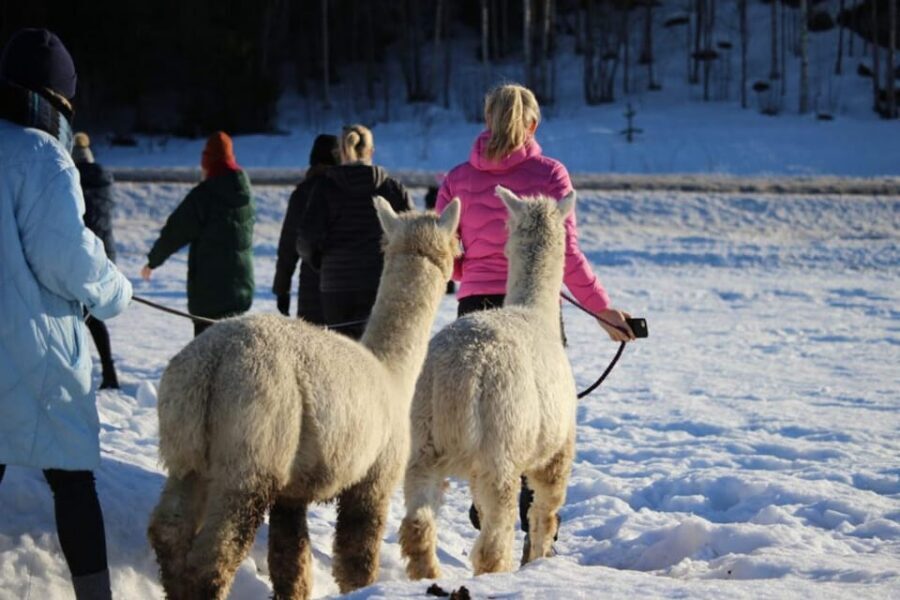 Helsinki: Alpaca Farm Tour with Guided Walk (private) - The Tour Flow: Pickup, Alpaca Time, Then Back to Helsinki