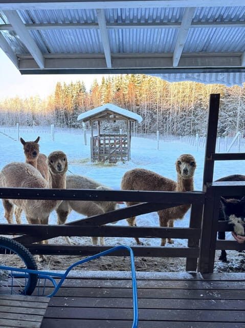 Helsinki: Alpaca Farm Tour with Guided Walk (private) - The One-Alpaca-Per-Guest Forest Walk