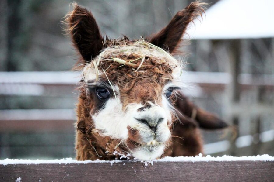 Helsinki: Alpaca Farm Tour with Guided Walk (private) - Guide Quality: The Difference Between Good and Great