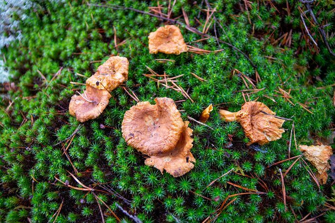 Helsinki: Nuuksio National park hiking with campfire lunch - What to pack for Nuuksio: simple, not overthought