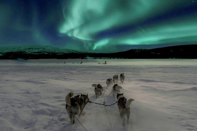 Hunting Northern Lights with Husky - Key points to know before you go