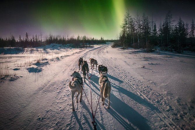 Hunting Northern Lights with Husky - Price and value: $275.90 is fair only if expectations match