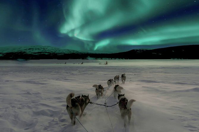Hunting Northern Lights with Husky - The husky sleigh ride: dogs, seating, and what to expect in the cold
