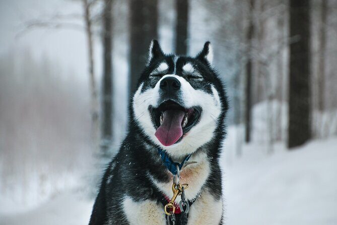 Husky Adventure with 6-10km Safari in Lapland - Key things to know before you go