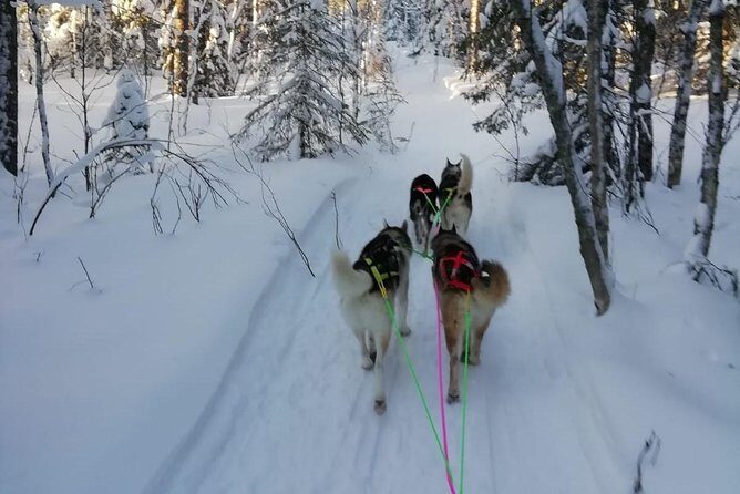 Husky safari - Key things that make this Husky safari a strong pick