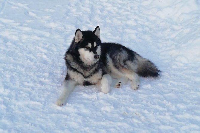 Husky safari - Hot drink, kart backup, and how weather can shape the day