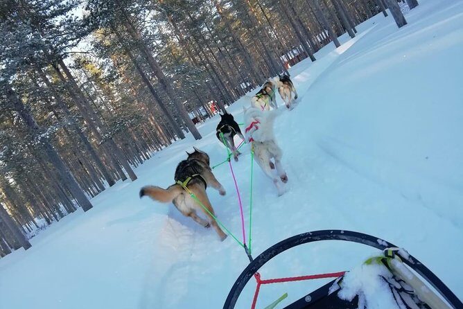 Husky safari - Transfers and routes: when paying extra makes sense