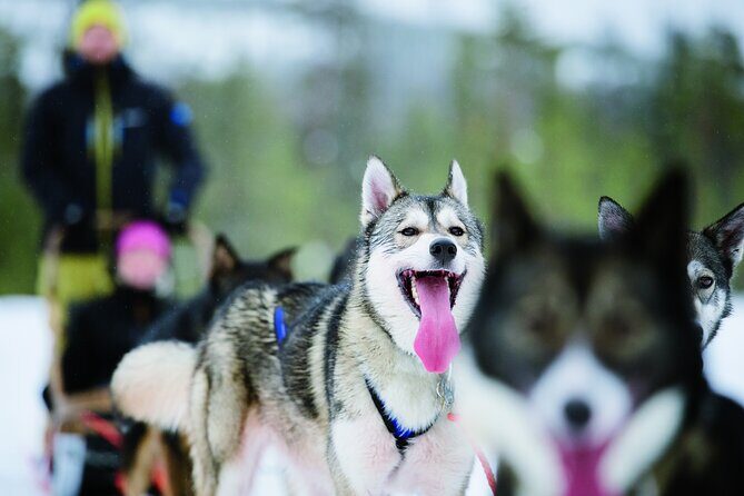 Husky Safari from Levi 2 KM or 5 KM with Husky Sledge Ride - Key takeaways before you go