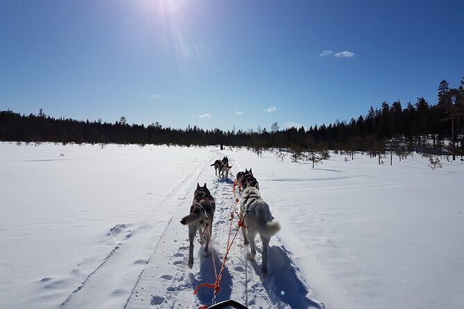 Husky Safari from Levi 2 KM or 5 KM with Husky Sledge Ride - Levi husky safari: how a short tour still feels like Lapland