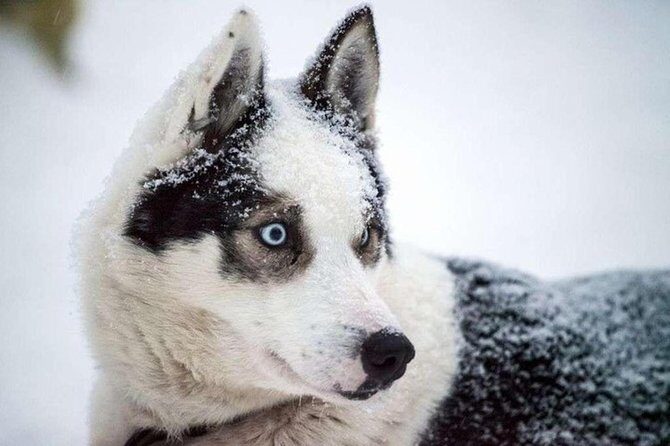 Husky Safari from Levi 2 KM or 5 KM with Husky Sledge Ride - The kennel time: meeting dogs and learning the farm routine