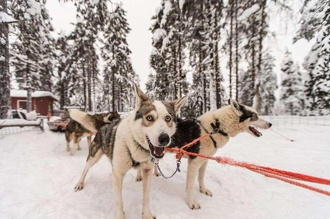 Husky Safari from Levi 2 KM or 5 KM with Husky Sledge Ride - Safety briefing and mushing basics: how you get control (fast)