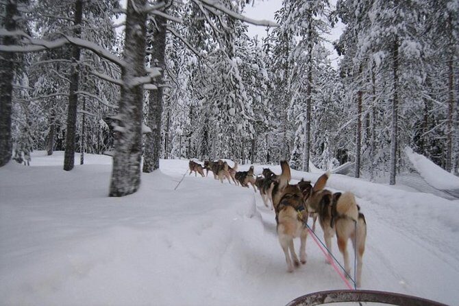 Husky Safari from Levi 2 KM or 5 KM with Husky Sledge Ride - Warm drinks, cookies, and dressing for real Arctic cold