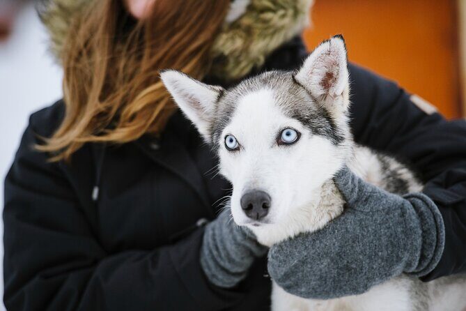Husky Safari from Levi 2 KM or 5 KM with Husky Sledge Ride - Price and value: what you’re paying $202.84 for