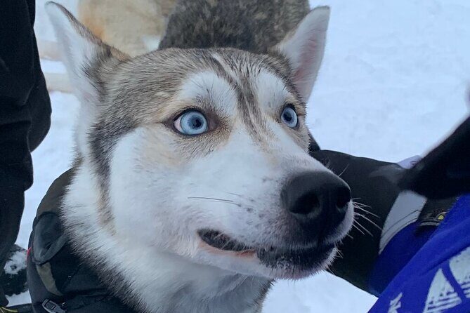Husky Safari from Levi 2 KM or 5 KM with Husky Sledge Ride - Two kilometers vs five kilometers: picking the right sled time