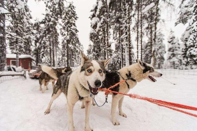 Husky Safari from Rovaniemi Including a Husky Sled Ride - Warming Up Right After: Berry Juice, Tea or Coffee, and Cookies