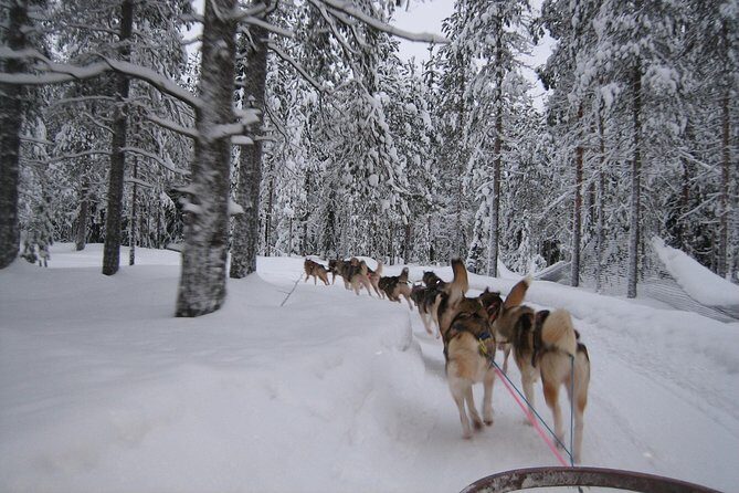 Husky Safari from Rovaniemi Including a Husky Sled Ride - When the Experience Feels Too Commercial: What to Check
