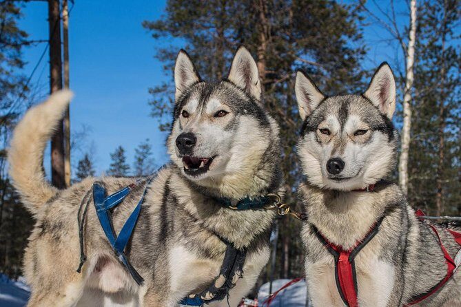 Husky Safari from Rovaniemi Including a Husky Sled Ride - Price and Value: Is $173 a Fair Deal for a 20–30 Minute Ride?