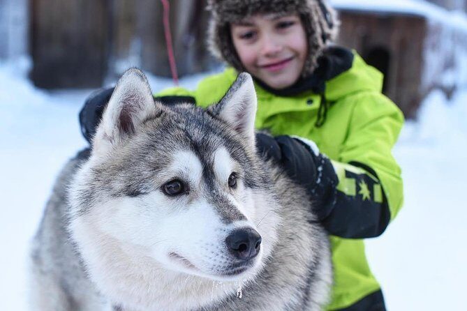 Husky Safari from Rovaniemi Including a Husky Sled Ride - Who This Husky Safari Is Best For (and Who Might Prefer Longer Safaris)