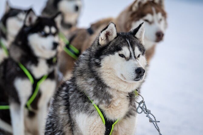Husky Sledding Self-driving in Rovaniemi - Key points worth knowing