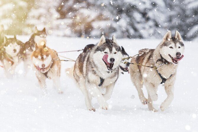 Husky Sledding Self-driving in Rovaniemi - Steering through snowy trails with huskies in front