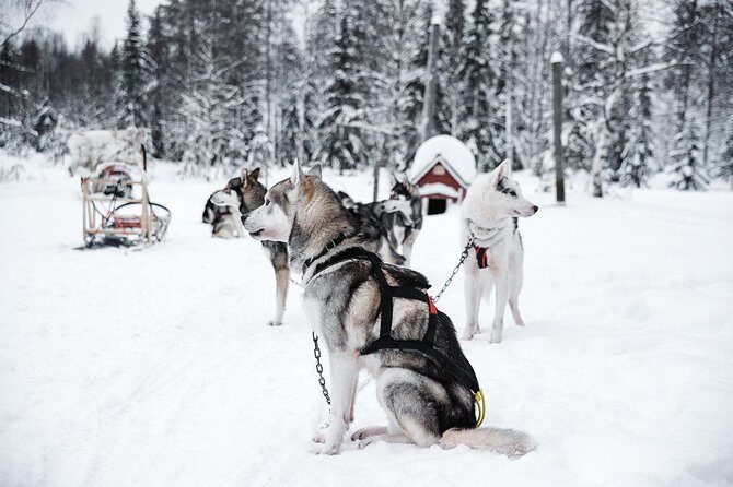 Ice Fishing and Husky - Bonfire Warmth and Grilled Salmon: The Food Part You’ll Remember