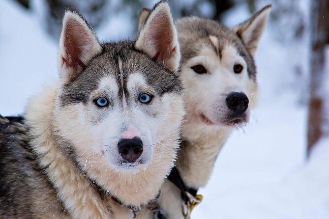 Ice Fishing and Husky - Price and Value: Why $312 Can Make Sense (or Not)