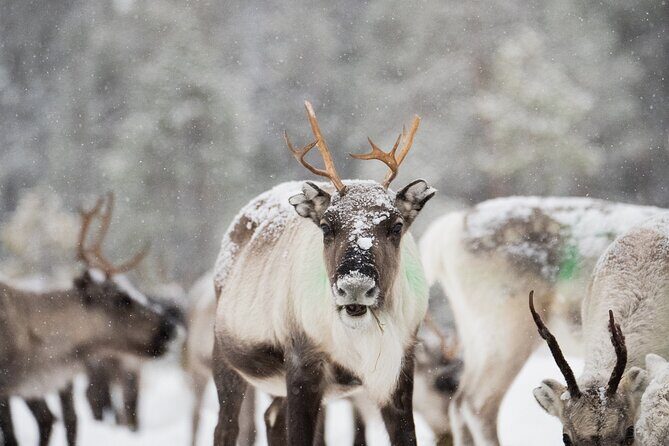 Ivalo: Aurora Hunting with Reindeer - Suopunki Lasso Time: A Traditional Skill You Can Try