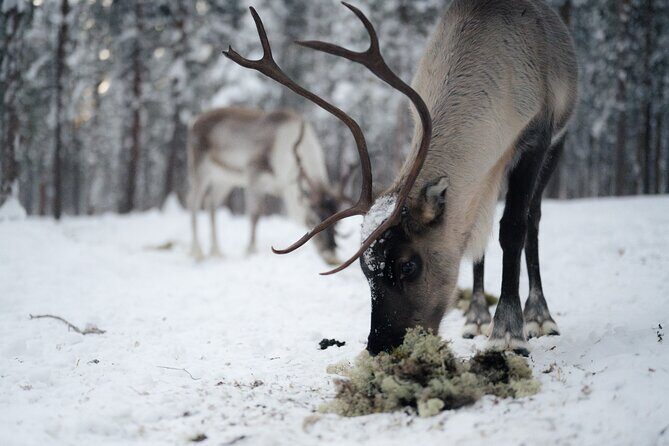 Ivalo: Aurora Hunting with Reindeer - Before You Go: What To Bring And How To Prepare