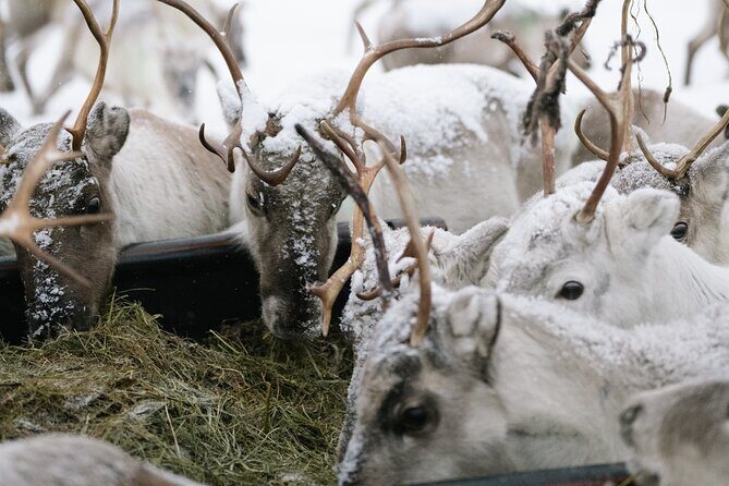 Ivalo: Reindeer herd and fishing experience - Key things I’d mark on your mental map