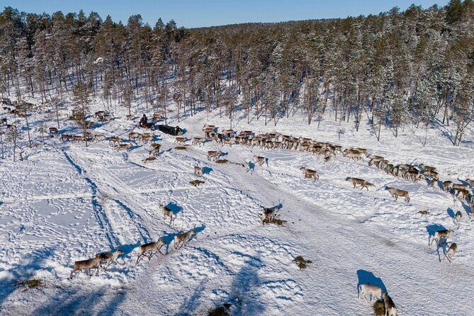 Ivalo: Reindeer herd and fishing experience - Should you book this Ivalo reindeer herd and fishing experience?
