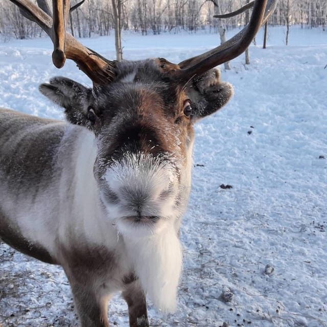 Ivalo: Snowmobile Safari, Meet and Feed Reindeers with Lunch - Lake Inari Track Distance and How the Ride Fits Your Skills