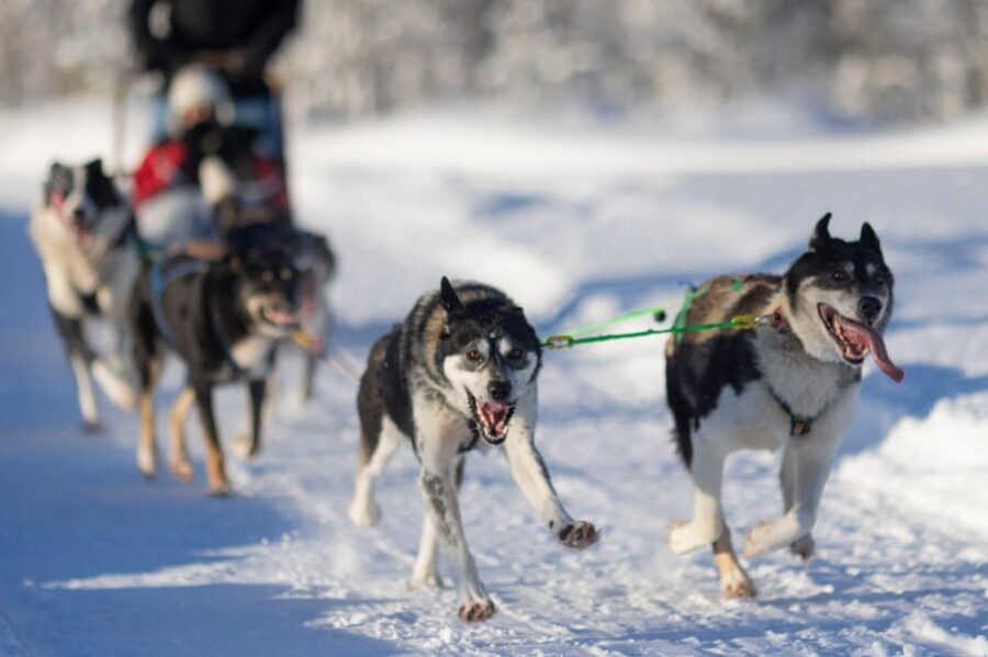 Kemi-Tornio: Husky Sled Ride with Hot Drink - Key takeaways before you go