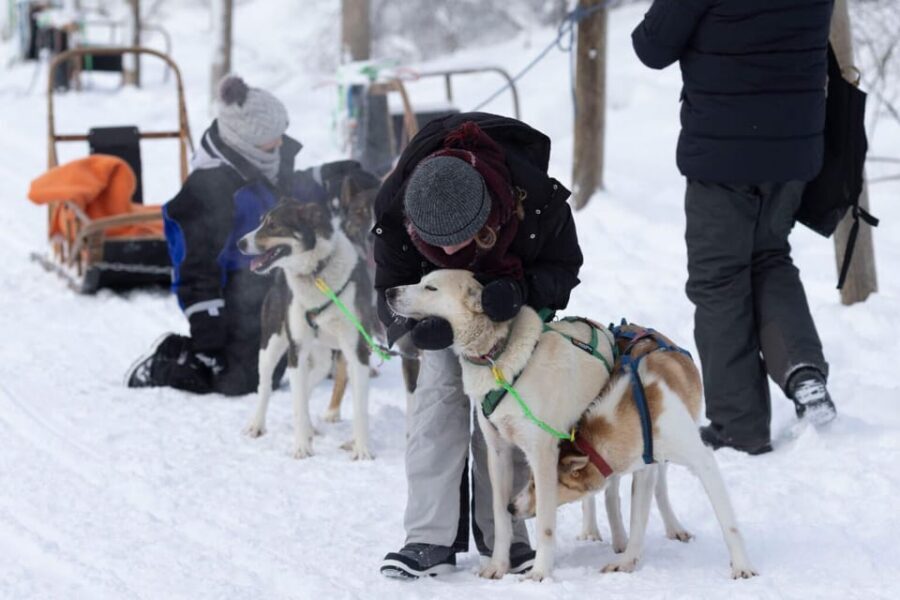 Kemi-Tornio: Husky Sled Ride with Hot Drink - The 5 km self-drive dog sled: what the trail feels like