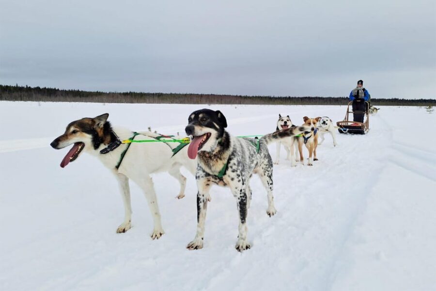 Kemi-Tornio: Husky Sled Ride with Hot Drink - Transfer and safety: the briefing that makes self-driving possible