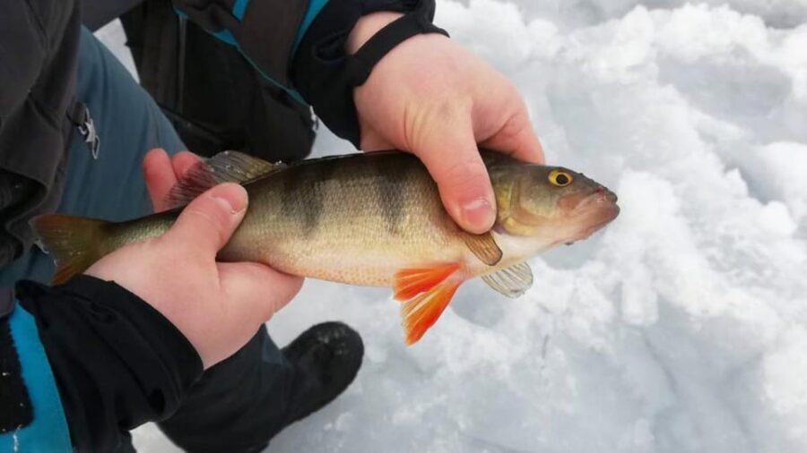 Kemi-Tornio: Ice Fishing Safari with Snowmobiles - Arriving at the fishing spot: drilling holes and setting up fast