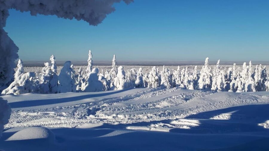 Kemi-Tornio: Snowmobile Forest Safari w/ Hot Drink & Snacks - Your 3-hour route: frozen bay, then wildlife-track forest
