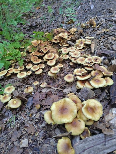 Kintulammi Nature Experience (Nature reserve near Tampere) - Hiking options and seasonal nature: wildlife and edibles at your pace